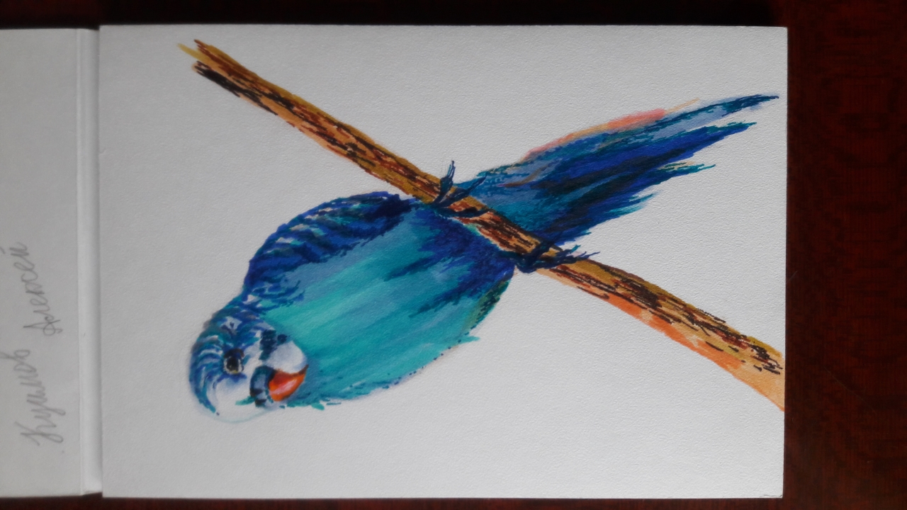 Sketch parrot